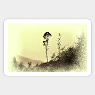 Tall Pine 2 Sticker